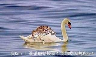 癞蛤蟆想吃天鹅肉照片_