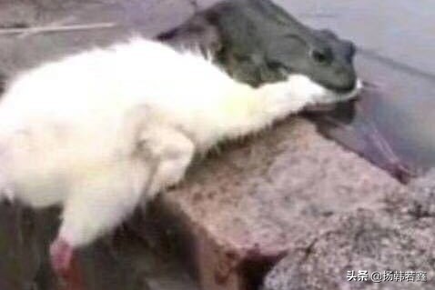 癞蛤蟆想吃天鹅肉照片_