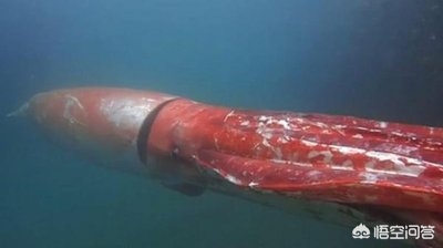 拥有10只触手的海洋生物_拥有10只触手的海洋生物有哪些