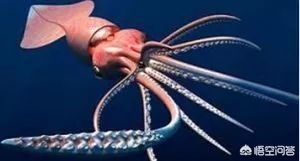 拥有10只触手的海洋生物_拥有10只触手的海洋生物有哪些