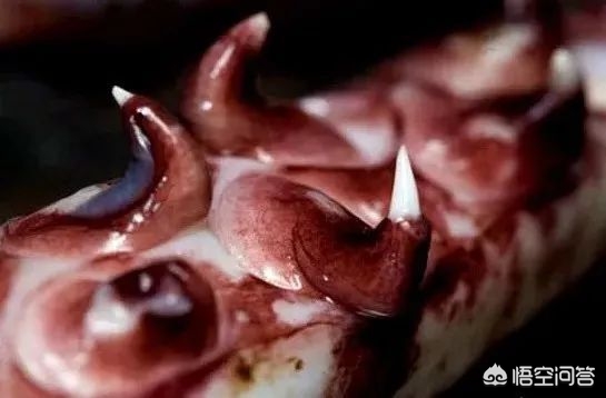 拥有10只触手的海洋生物_拥有10只触手的海洋生物有哪些
