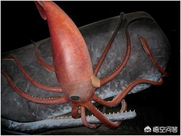 拥有10只触手的海洋生物_拥有10只触手的海洋生物有哪些