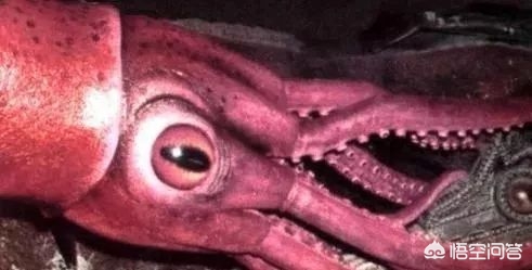 拥有10只触手的海洋生物_拥有10只触手的海洋生物有哪些