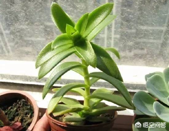 植物大战僵尸ds_植物大战僵尸ds版下载