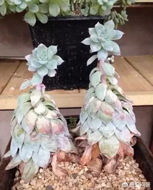 植物大战僵尸ds_植物大战僵尸ds版下载