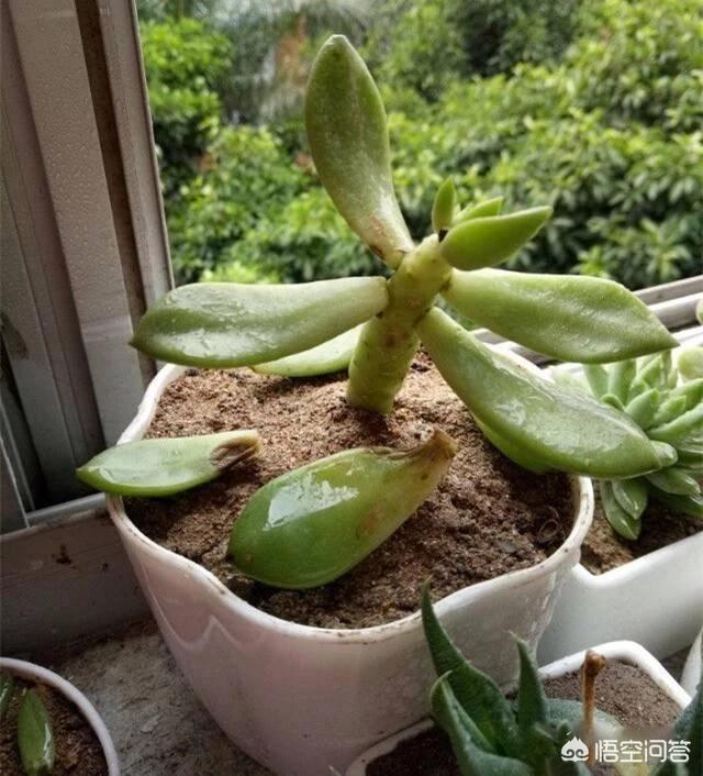 植物大战僵尸ds_植物大战僵尸ds版下载