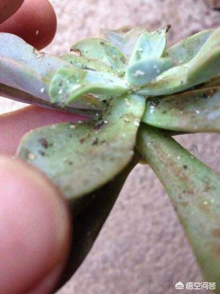 植物大战僵尸ds_植物大战僵尸ds版下载