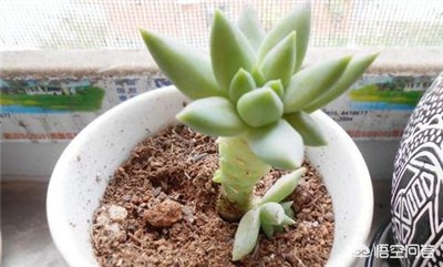 植物大战僵尸ds_植物大战僵尸ds版下载