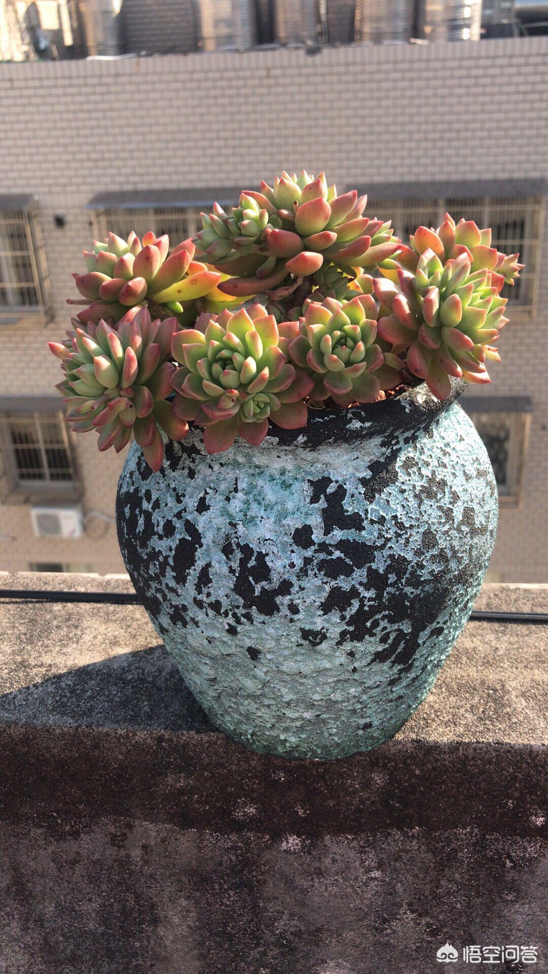 植物大战僵尸ds_植物大战僵尸ds版下载