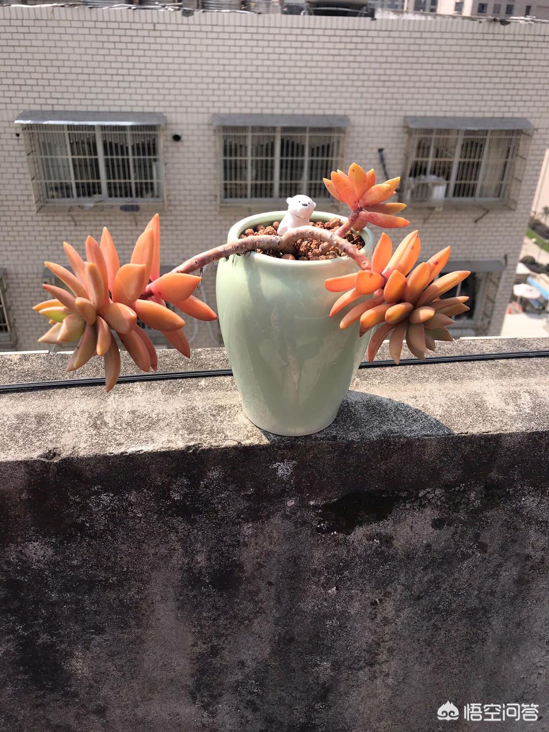 植物大战僵尸ds_植物大战僵尸ds版下载
