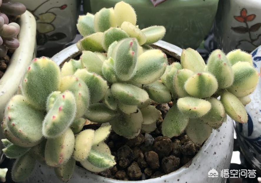 植物大战僵尸ds_植物大战僵尸ds版下载