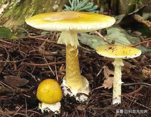 毒蘑菇显卡测试网站_毒蘑菇显卡测试网站入口