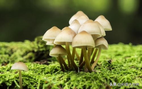 毒蘑菇显卡测试网站_毒蘑菇显卡测试网站入口