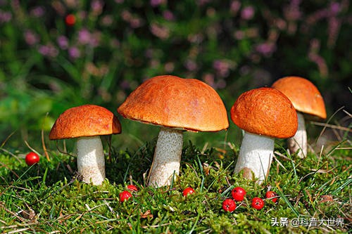 毒蘑菇显卡测试网站_毒蘑菇显卡测试网站入口