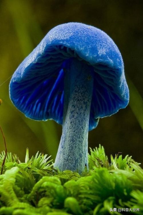 毒蘑菇显卡测试网站_毒蘑菇显卡测试网站入口