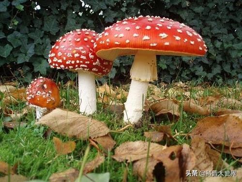 毒蘑菇显卡测试网站_毒蘑菇显卡测试网站入口