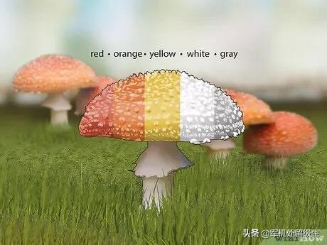毒蘑菇显卡测试网站_毒蘑菇显卡测试网站入口