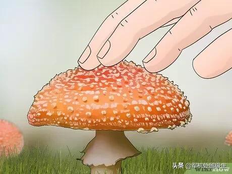毒蘑菇显卡测试网站_毒蘑菇显卡测试网站入口