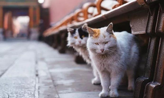 故宫有养猫的传统_故宫有养猫的传统,最大的原因