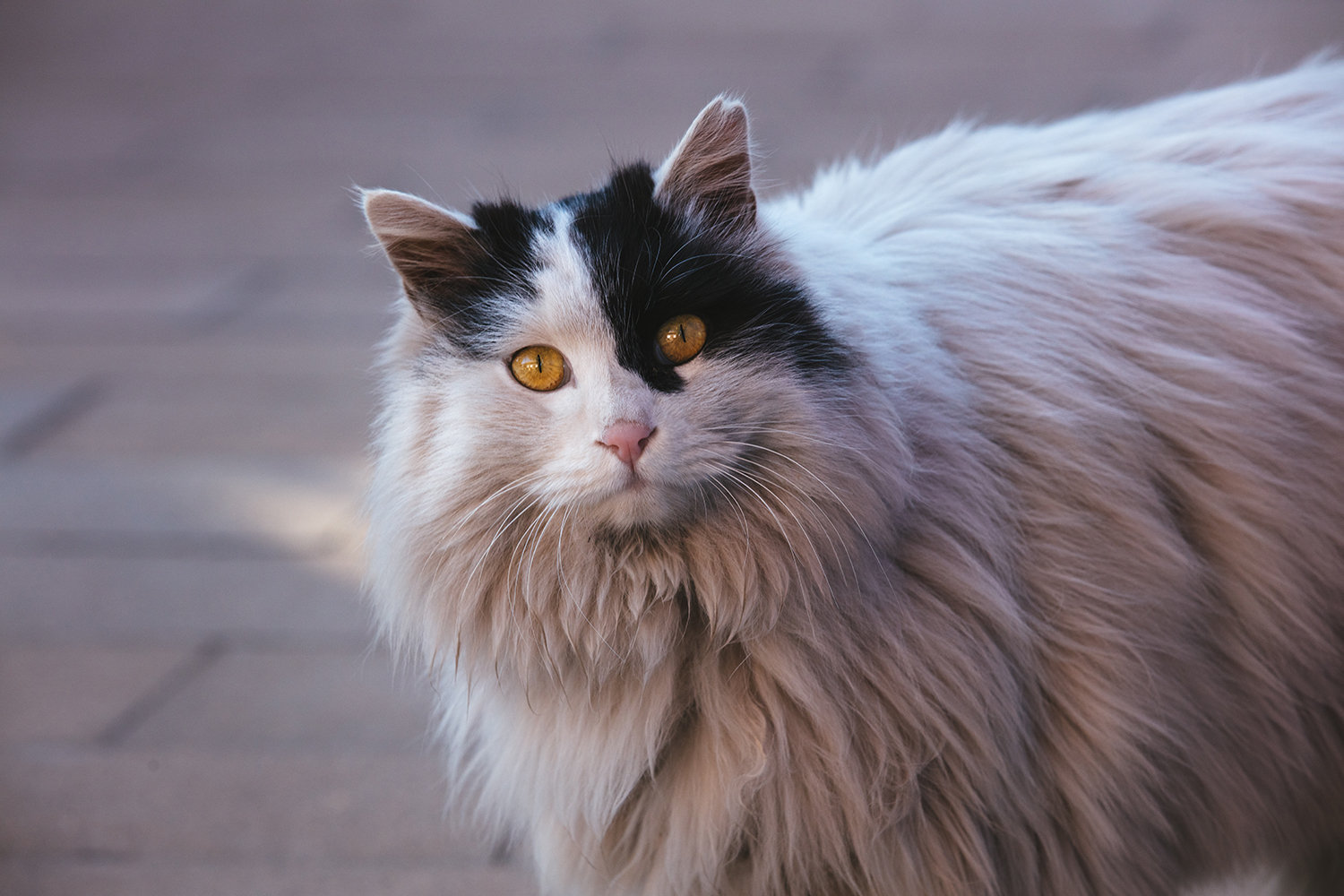 故宫有养猫的传统_故宫有养猫的传统,最大的原因
