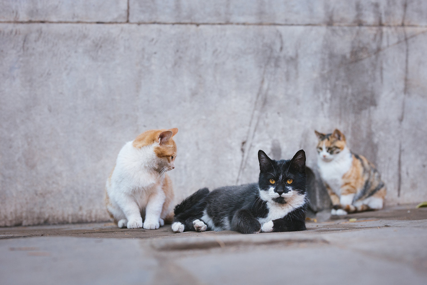 故宫有养猫的传统_故宫有养猫的传统,最大的原因