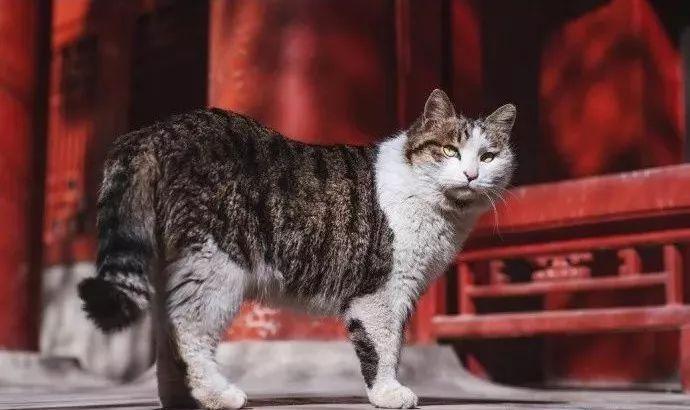 故宫有养猫的传统_故宫有养猫的传统,最大的原因
