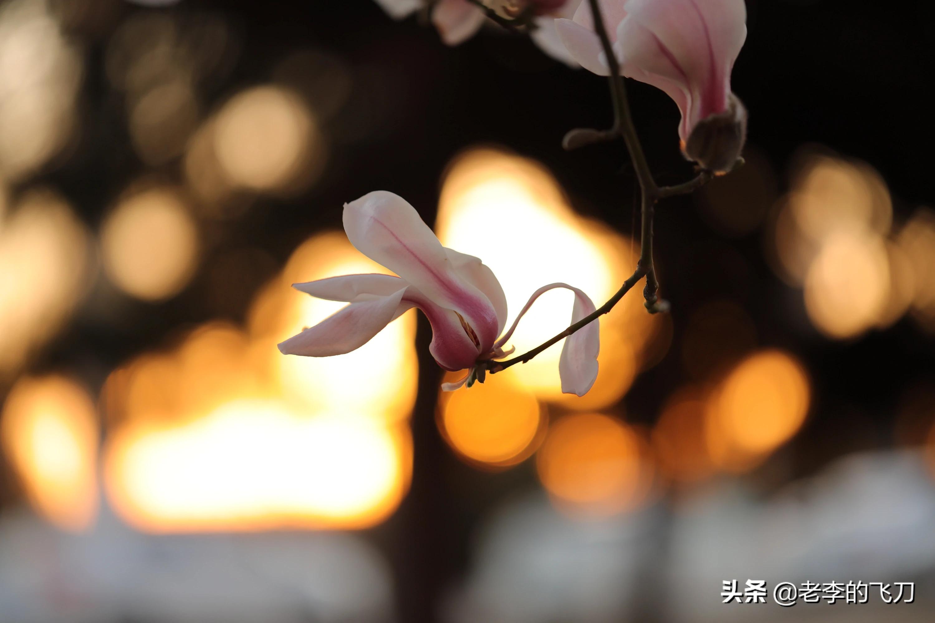 手机p图软件_手机p图软件无痕改字