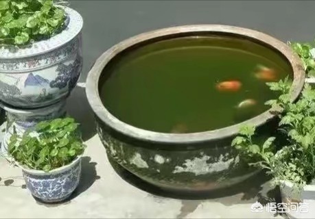 金鱼是什么鱼演变来的_金鱼是什么鱼演变来的呢