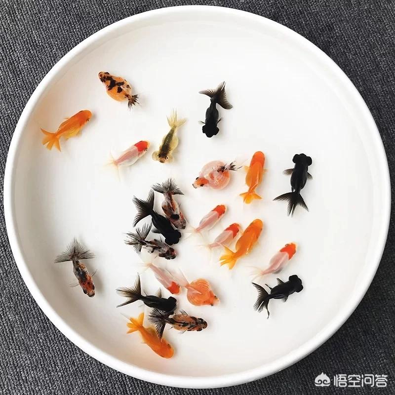 金鱼是什么鱼演变来的_金鱼是什么鱼演变来的呢