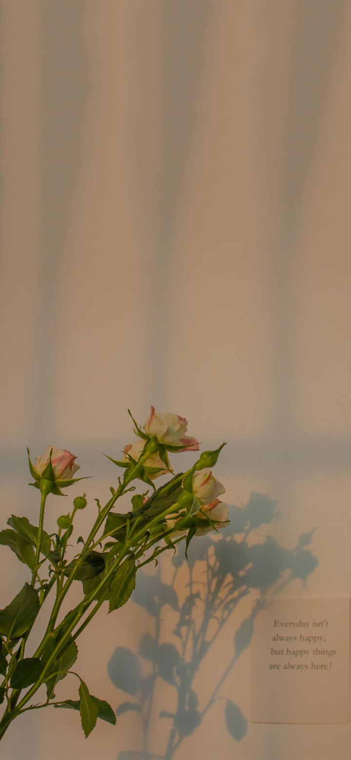 抖音网红壁纸_夜刀神狗抖音网红壁纸