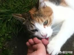 猫咪闻到臭脚后为什么会张开嘴_猫咪闻到臭脚后为什么会张开嘴巴