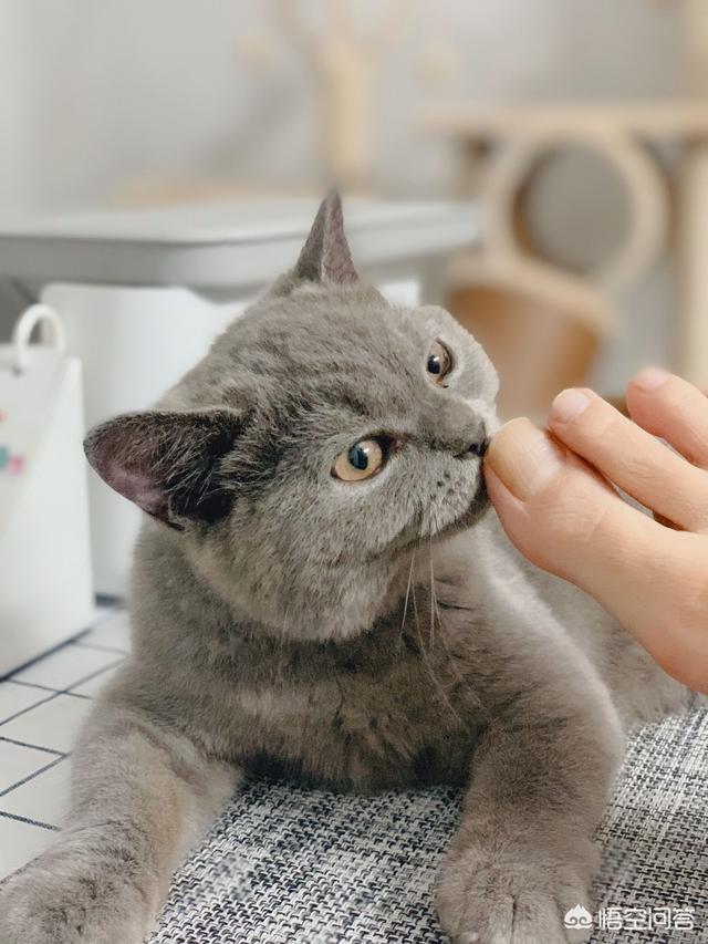 猫咪闻到臭脚后为什么会张开嘴_猫咪闻到臭脚后为什么会张开嘴巴