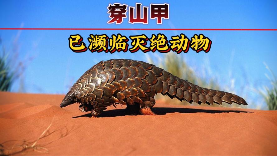 穿山甲会用哪种妙招诱捕蚂蚁_穿山甲用什么引诱蚂蚁