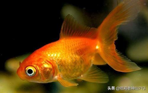 金鱼的记忆真的只有7秒吗_金鱼的记忆真的只有7秒吗是不是