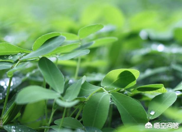 自然状态下月球上能不能种菜_自然状态下月球上可不可以种菜