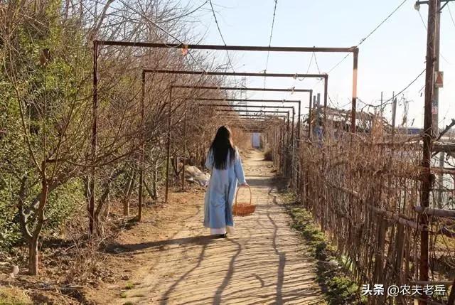 田园女孩啥意思_田园女孩什么意思