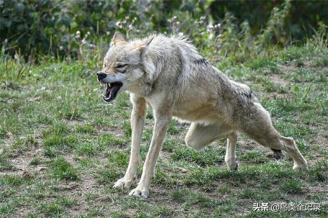 是不是会担心变成一只野兽_是不是会担心变成一只野兽什么歌