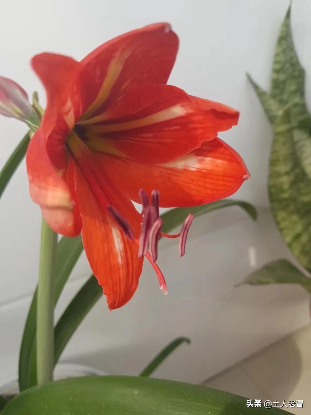世界上先有汽车还是先有红绿灯_世界上先有汽车还是先有红绿灯蚂蚁庄园