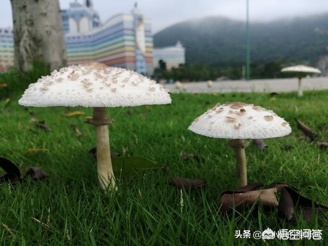 老虎头上都有一个王字吗_老虎头上都有一个王字吗图片