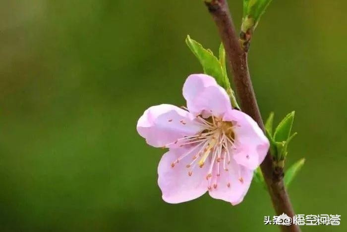 老虎头上都有一个王字吗_老虎头上都有一个王字吗图片
