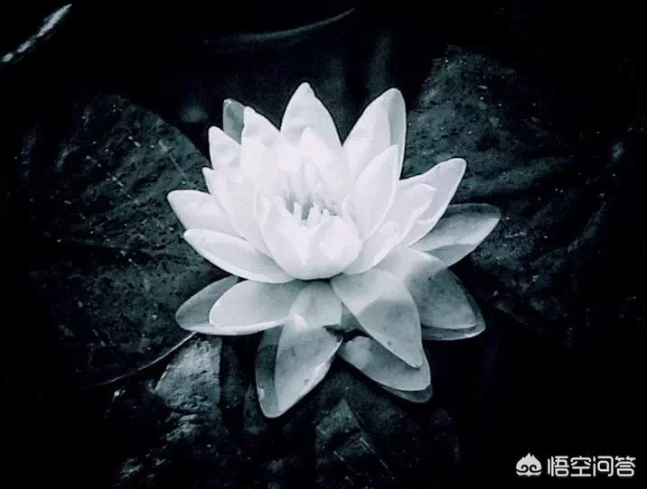 你爱自由胜过爱我_你爱自由胜过爱我,可是我偏偏偏爱缠绵胜过洒脱