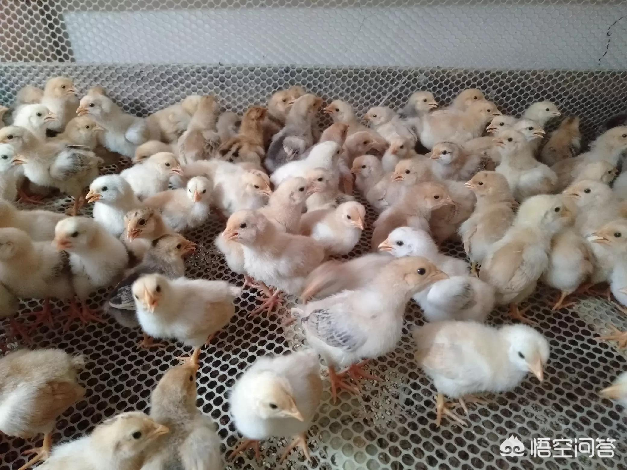 机械小鸡任务_机械小鸡任务攻略