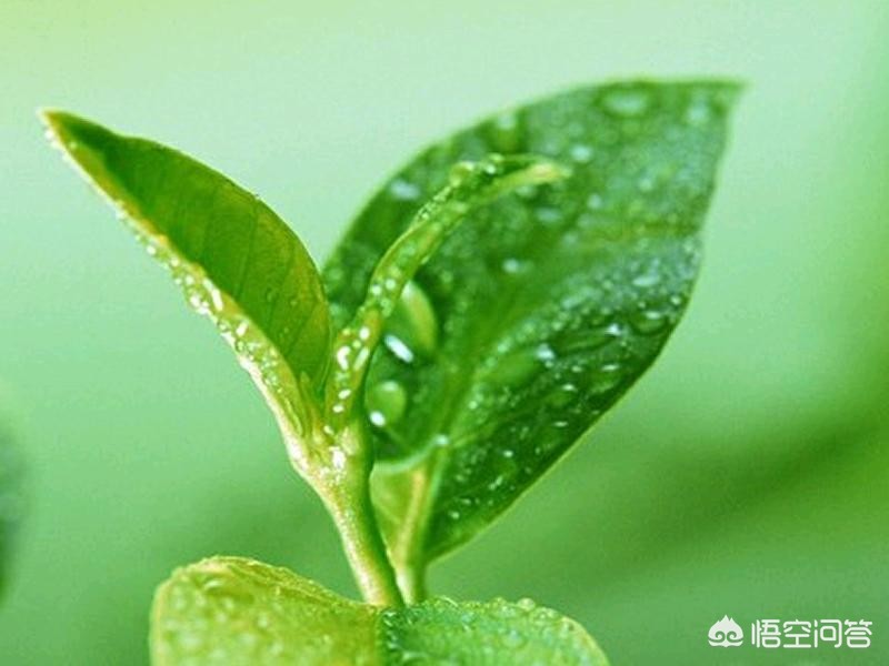 樱桃视频大全免费高清版_樱桃视频大全免费高清版应用特色