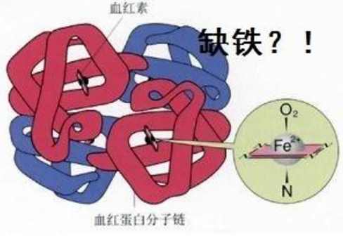 人体缺铁时吃以下哪种食物效果更好_人体缺铁时吃啥比较好
