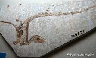 外观皮肤_外观皮肤评估怎么写