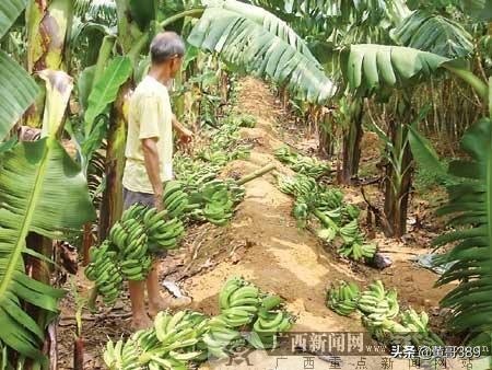 香蕉聊天赚钱是真的吗还是假的_香蕉聊天赚钱是真的吗还是假的啊