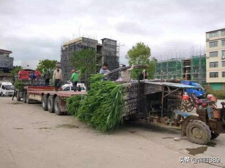 香蕉聊天赚钱是真的吗还是假的_香蕉聊天赚钱是真的吗还是假的啊