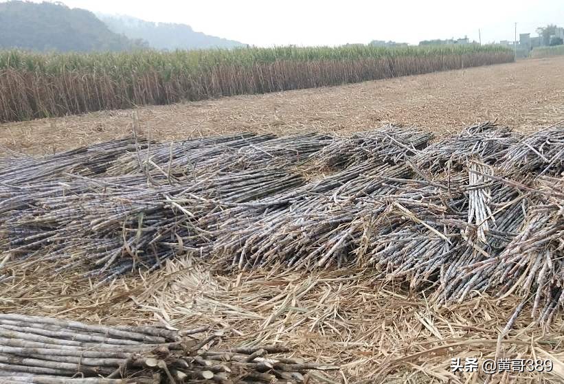 香蕉聊天赚钱是真的吗还是假的_香蕉聊天赚钱是真的吗还是假的啊