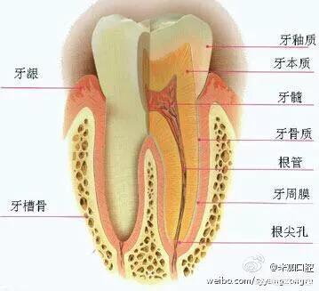 虫牙是真的有虫吗_虫牙是真的有虫吗?怎么治