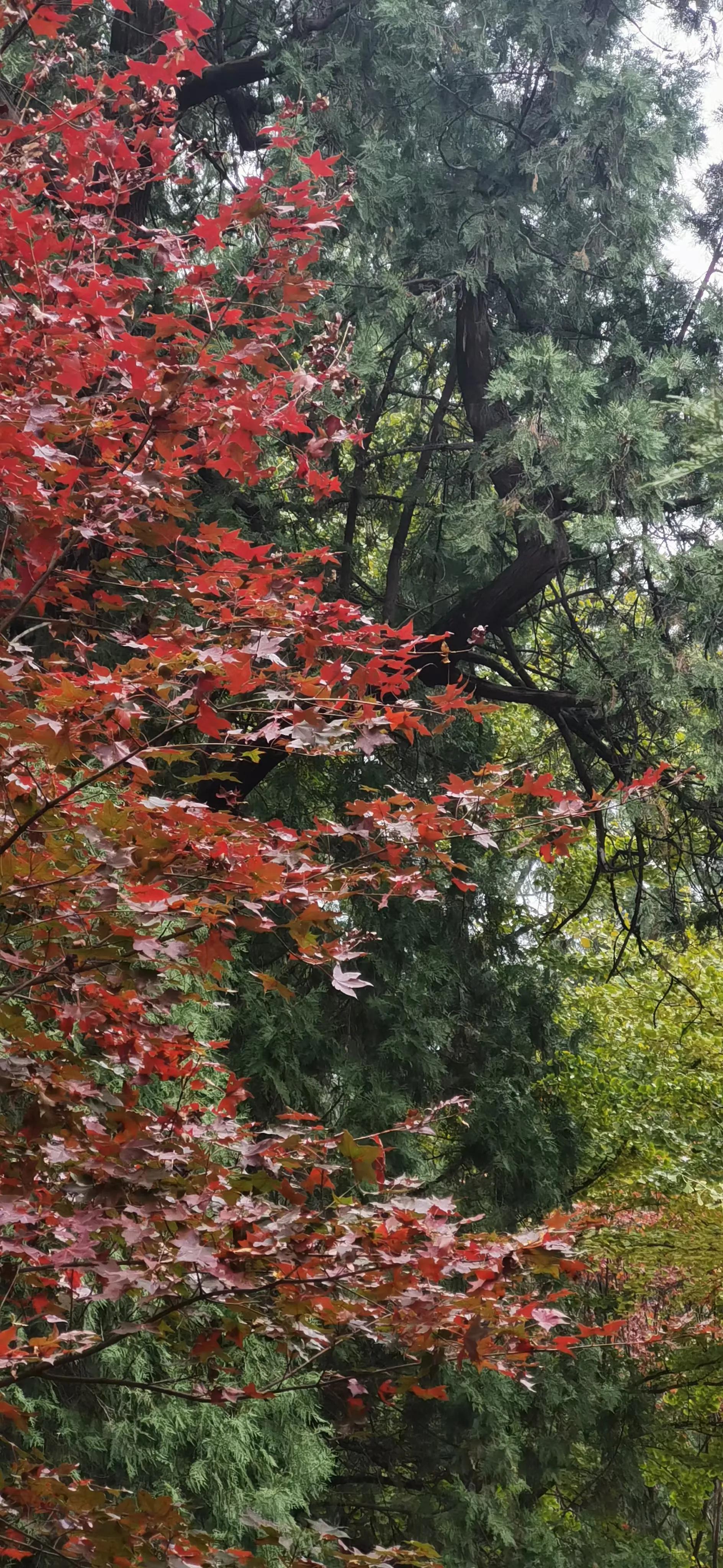 健康宝弹窗3太坑人了_健康宝 弹窗